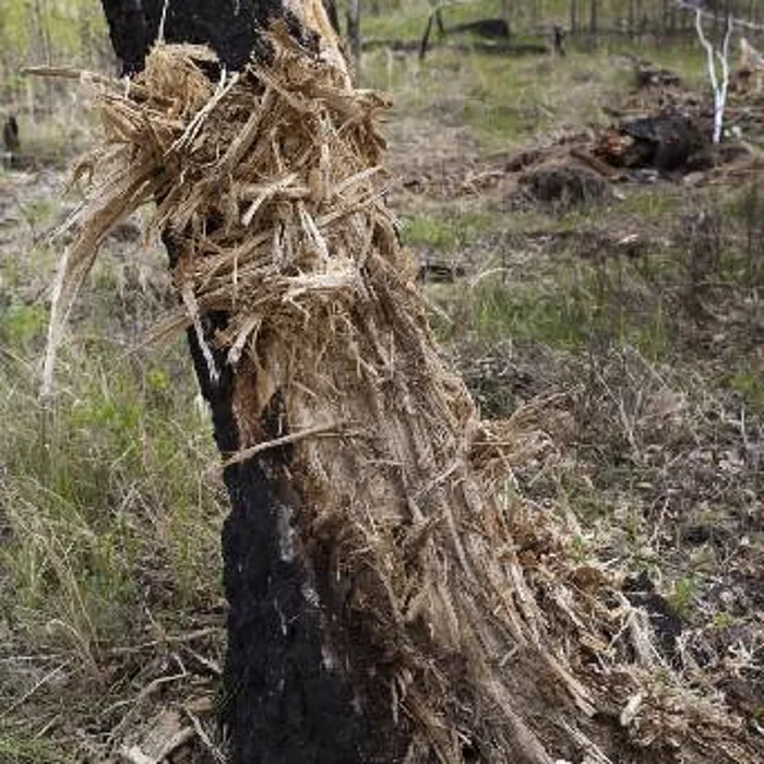 A mass of tree roots pulled out of a blocked drain line
